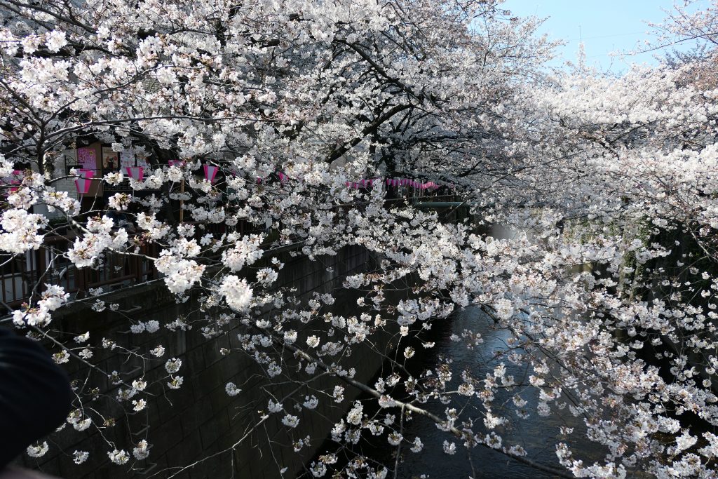 東京都内屈指のお花見の名所『目黒川』。    食べて飲んで楽しい・桜を見て楽しい。    先日昼・夜とお花見へ行ってきたので分かりやすくまとめてみました！