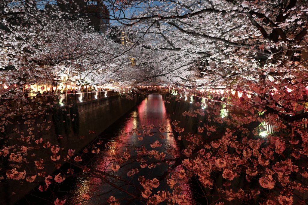 東京都内屈指のお花見の名所『目黒川』。    食べて飲んで楽しい・桜を見て楽しい。    先日昼・夜とお花見へ行ってきたので分かりやすくまとめてみました！