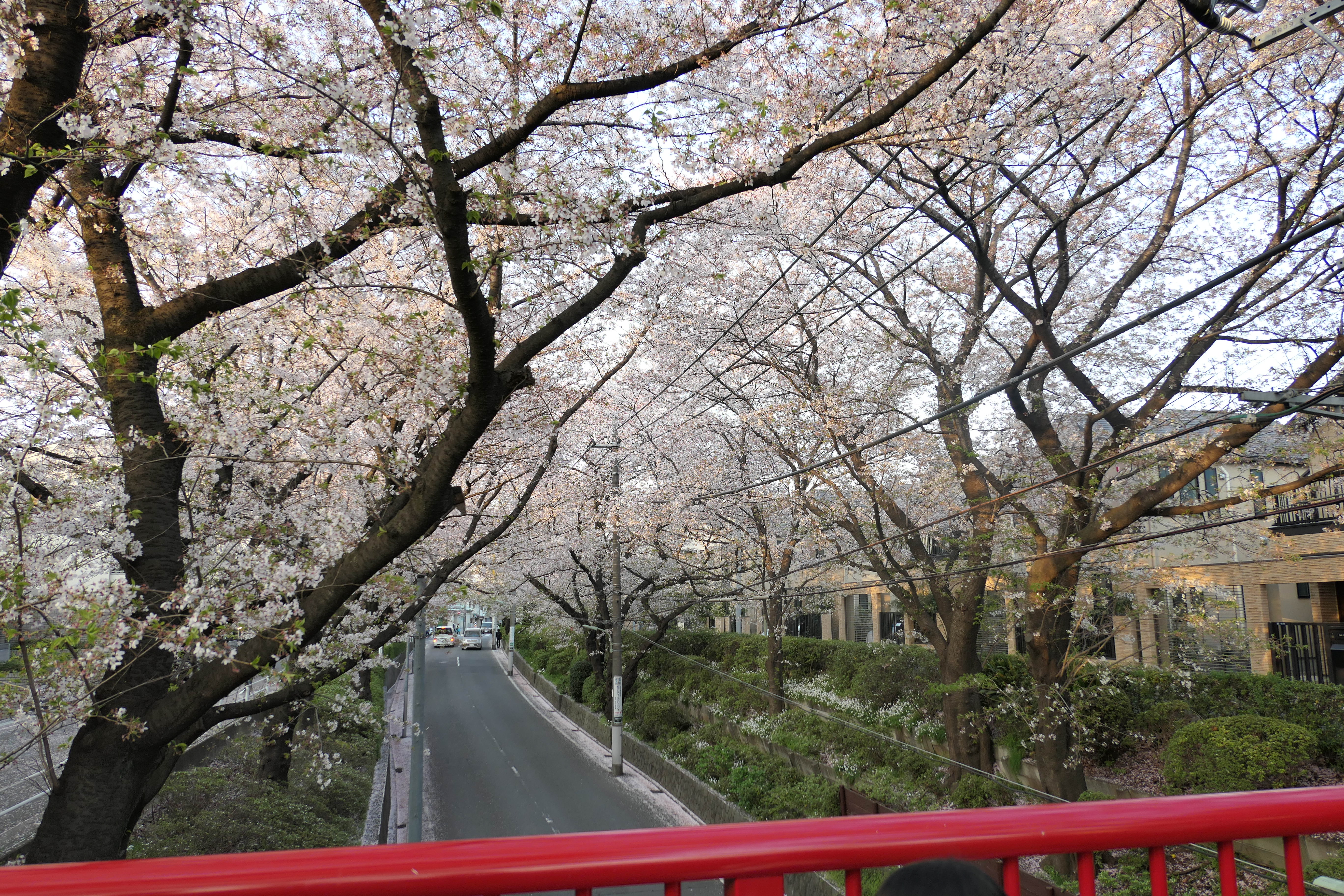 沼部 桜坂のお花見まとめ 福山雅治さんの切なさを想う 田園調布本町 ミニマムベース