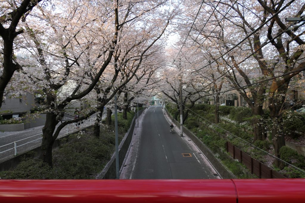 福山雅治さんの大ヒット曲「桜坂」はみなさんご存知ですよね？    今回はこの曲の舞台になり一躍有名になった、東急東横線「沼部駅」近くの「桜坂」へお花見に行ってきましたのでまとめました！